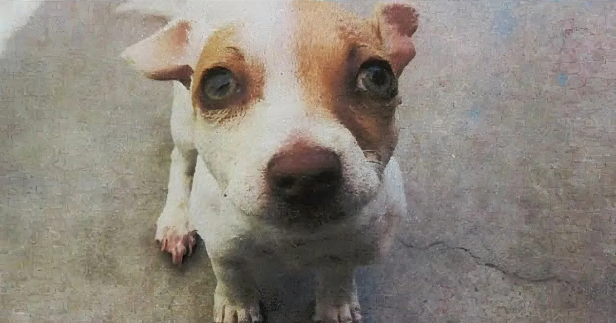 Police Find Terrier Pup With Drugs in His System. His Transformation Is Amazing.