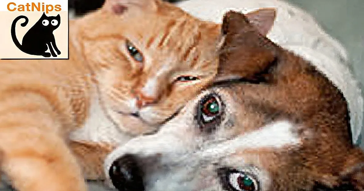 A cat and a dog are cuddling together, both looking relaxed and content.