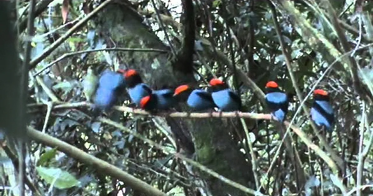 A group of colorful birds with blue and red plumage perched on tree branches in a dense forest.