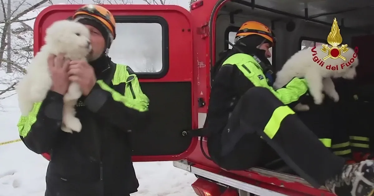 Italian Rescuers Comb Through Site of Terrible Avalanche. I Couldn''t Believe What They Found.