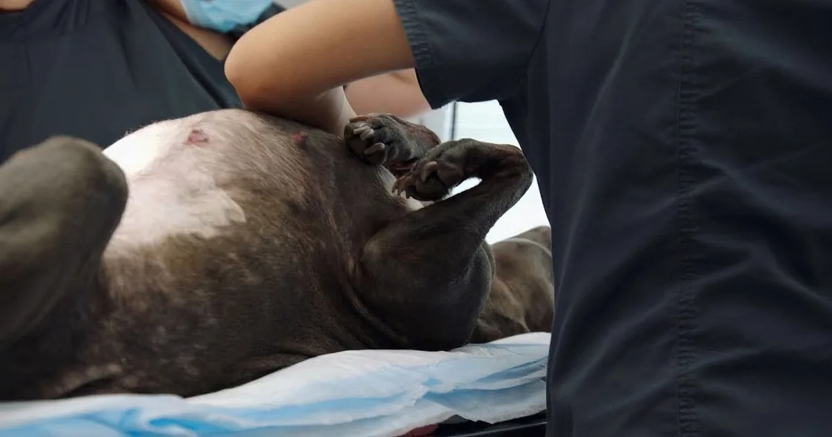 Pregnant Dog in Labor Has to Have Emergency C-Section. the Dramatic Results Will Shock You!