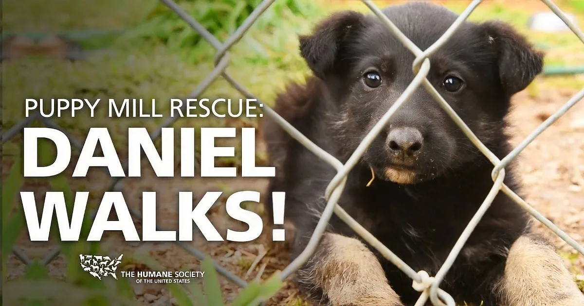 A black puppy with muddy paws looks through a chain-link fence, with "Puppy Mill Rescue: Daniel Walks!" text overlaid.