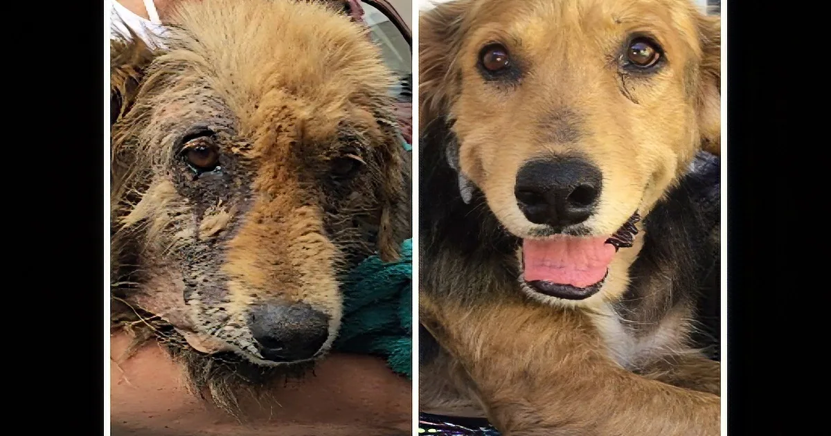 Four Dogs Rescued by Organization in 2016. I Was Stunned at Their Transformations.
