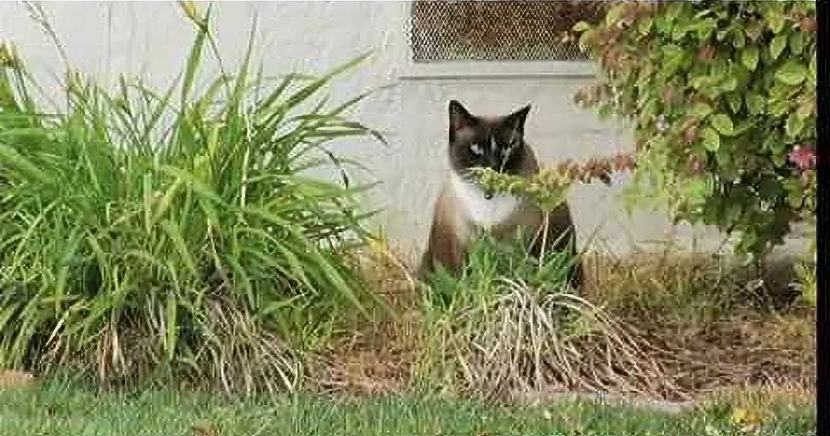 Cat Roams Around His Parents' Neighborhood. Wait Until You See What He Brings Back.