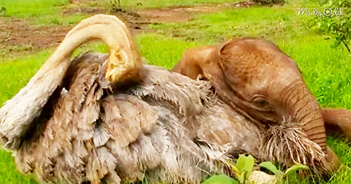 Sweet Baby Elephant Bonds With an Ostrich at an African Reserve and They Are Too Cute Together