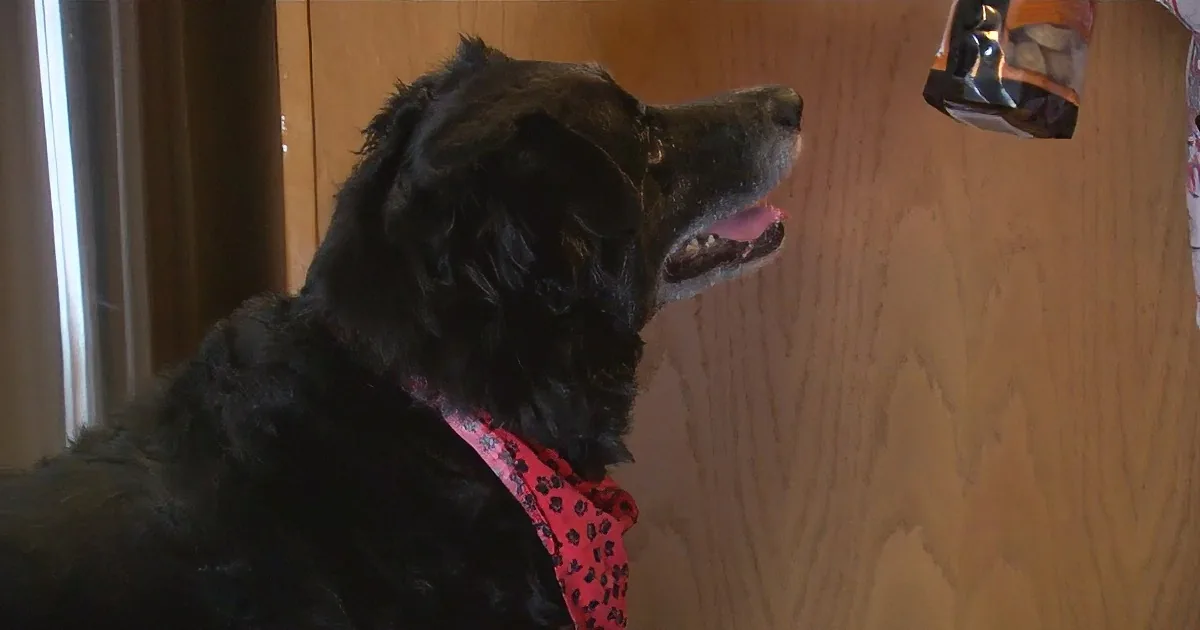 This Dog Desperately Keeps Her Mommy From Taking a Nap. Wait Until You Learn Why.