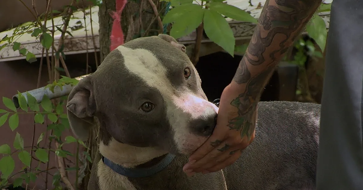 Woman and Son-in-Law Save Pit Bull From Abandoned Lot. Wait Until You Hear the Neighbor!
