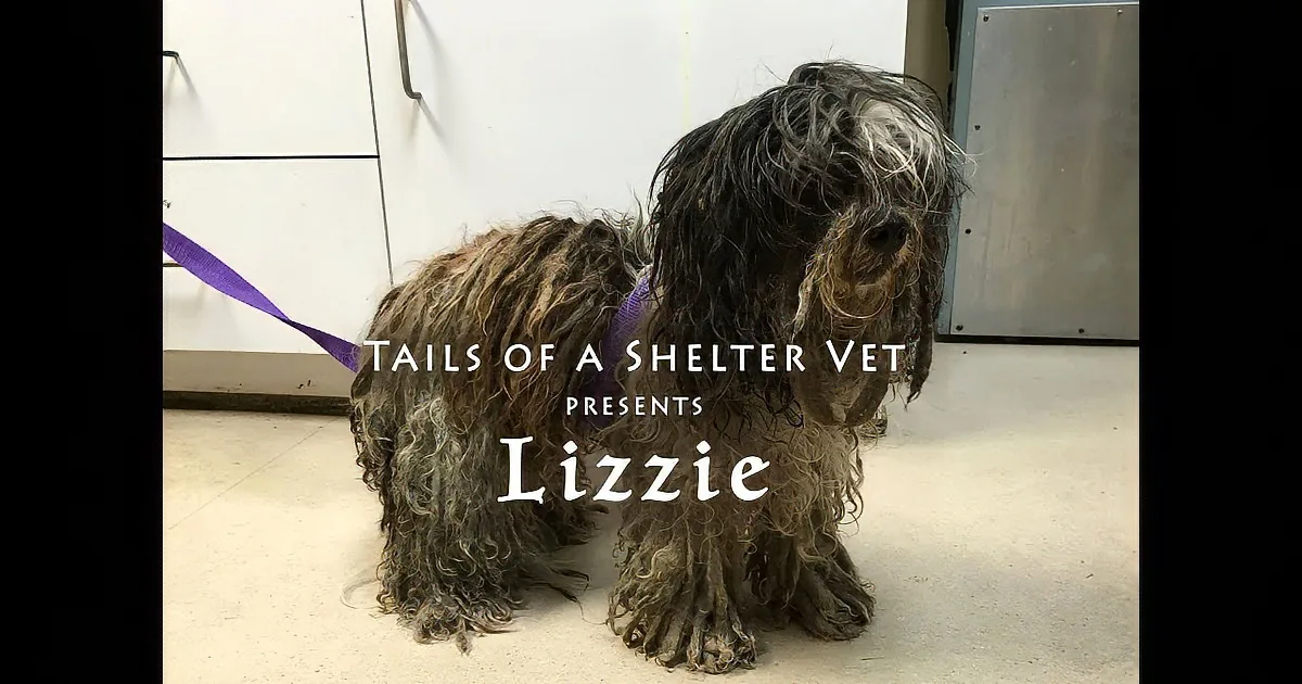 A scruffy dog with long, curly fur and a purple collar stands on a floor, text overlaid says "Tails of a Shelter Vet Lizzie."