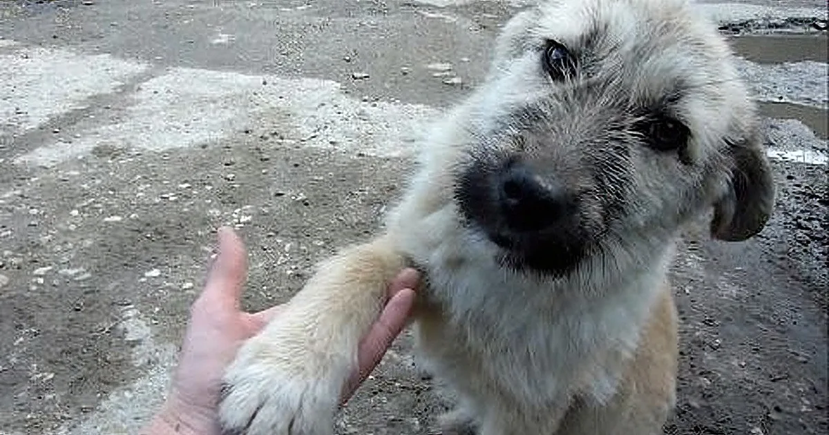 A dog with a dirty face and muddy paws is being petted by a person's hand.