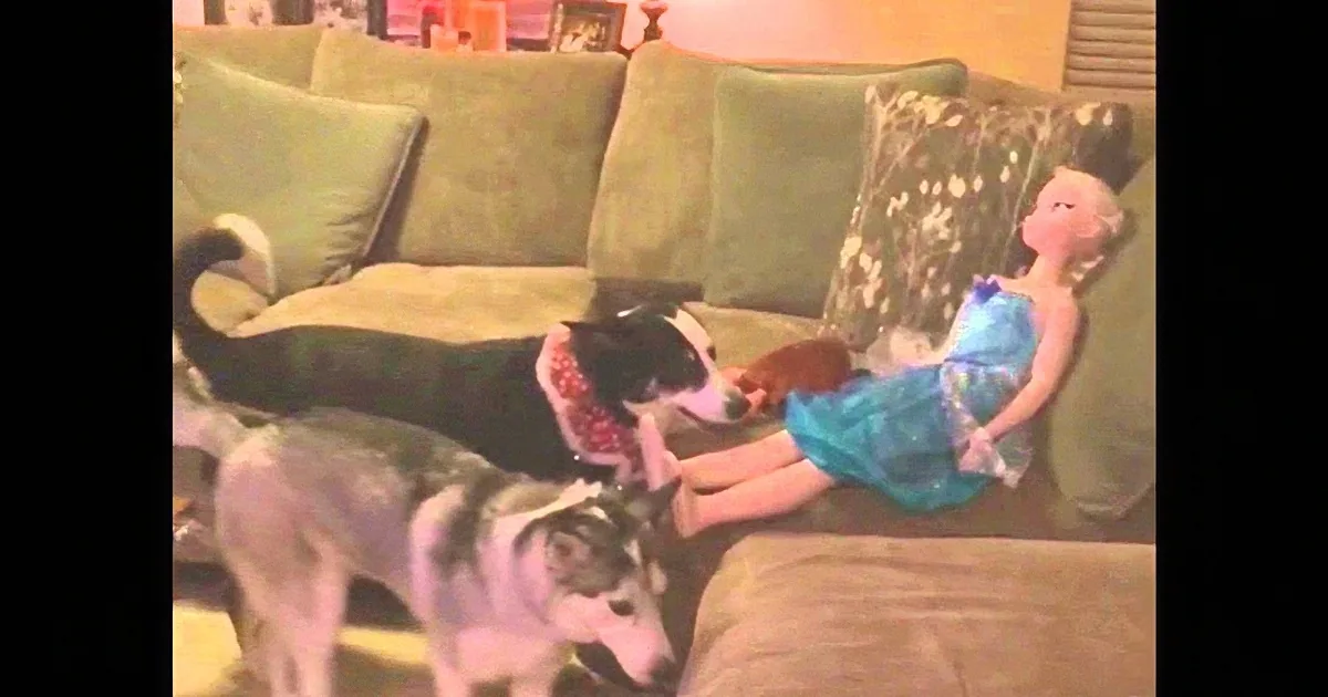 A child in a blue dress sits on a green couch, petting a black and white dog, while a husky dog stands nearby.