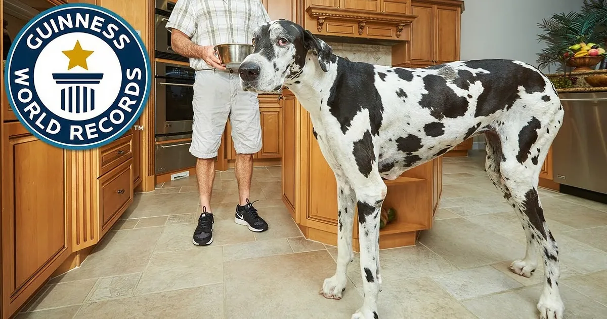 A large Great Dane stands in a kitchen, towering over a person holding a bowl.