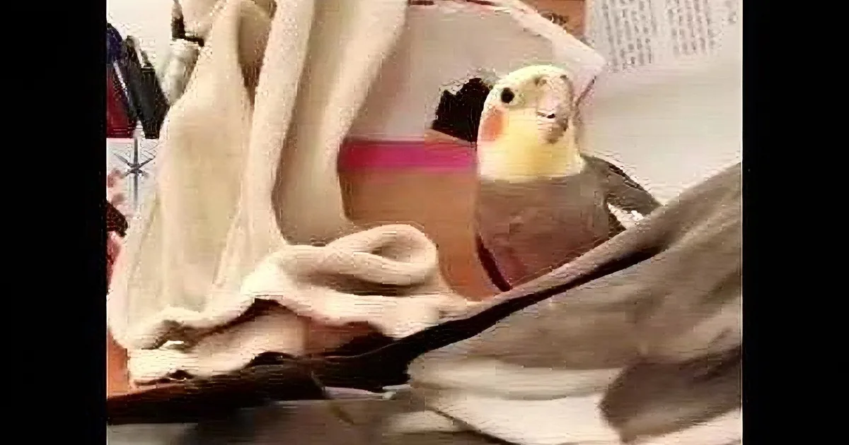 Cockatiel Whistles Theme Song for 'Addams Family'. Wait Until You See How He Does 'Finger Snaps'.