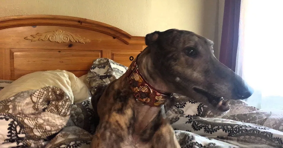 A brindle greyhound dog wearing a patterned collar rests on a bed with lace-patterned bedding.
