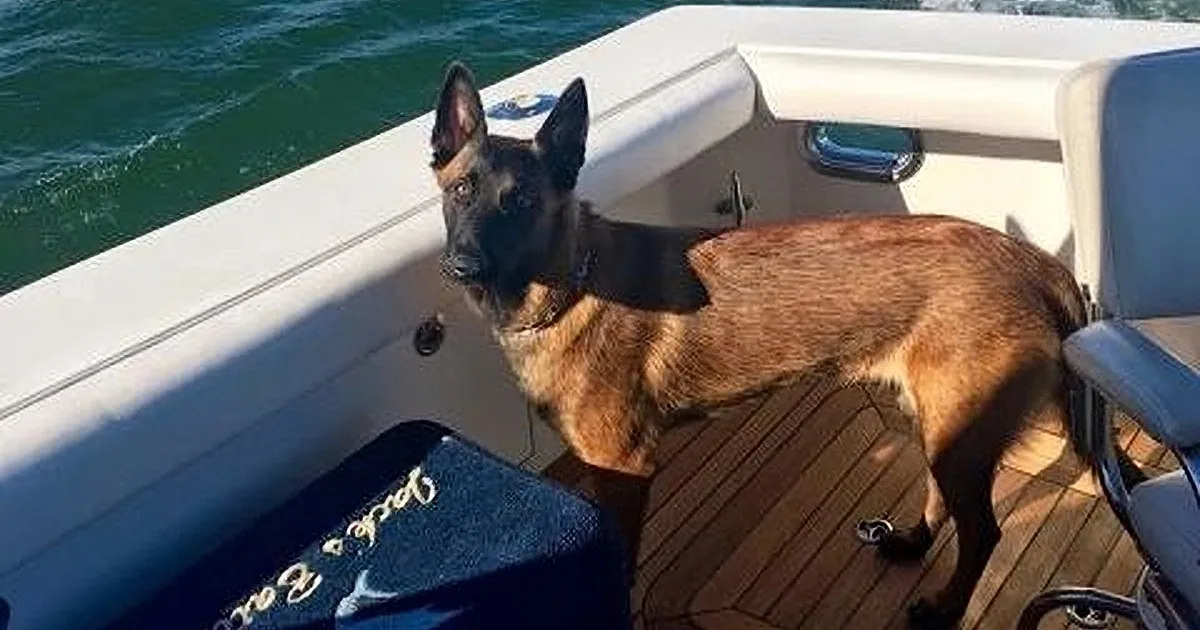 A Belgian Malinois dog stands on a boat's deck, looking alert and focused.