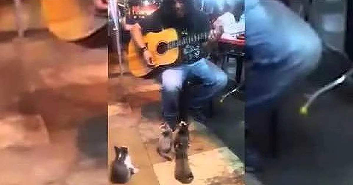 A man plays guitar while a cat and a bird sit nearby, creating a unique and charming scene.