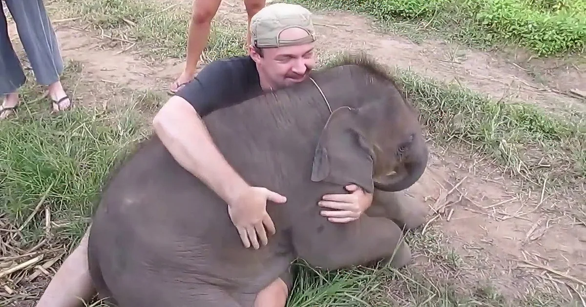 A man is hugging a baby elephant in a grassy area, surrounded by other people.