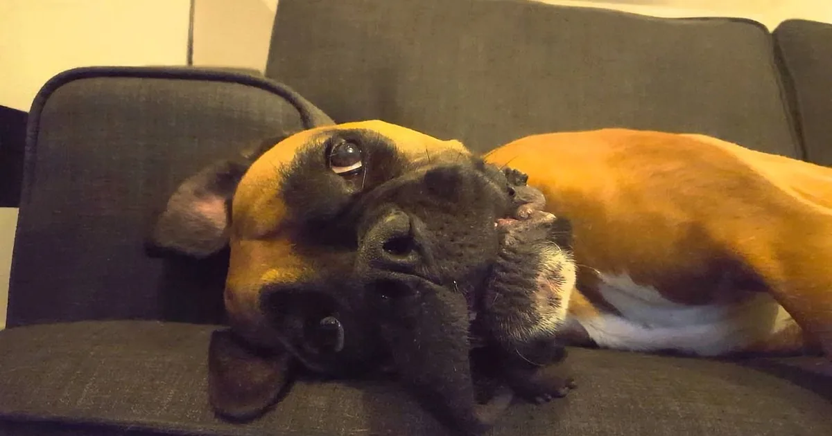 A dog with a yellow and black coat is lying on a dark green couch, looking up with a relaxed expression.