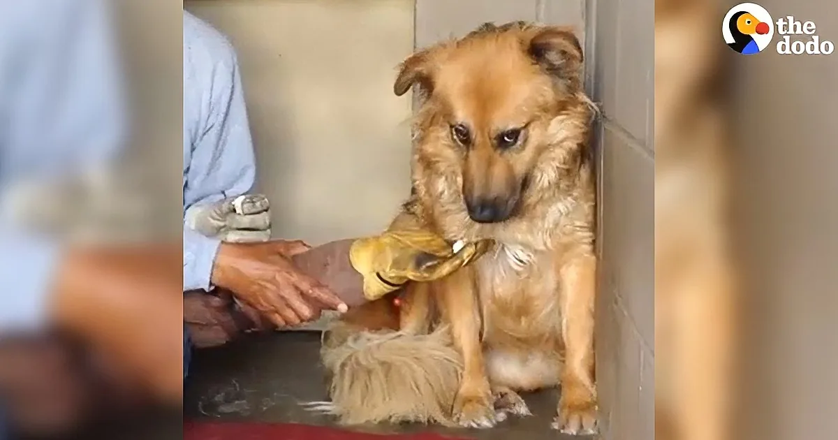 A dog with matted fur is being groomed by a person in a veterinary setting.