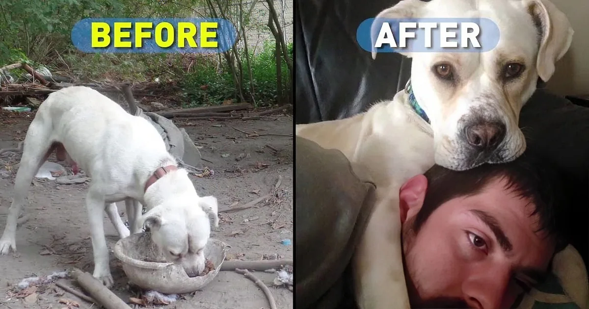 A dog is shown in two states: before and after, highlighting its transformation from a neglected to a well-cared-for state.