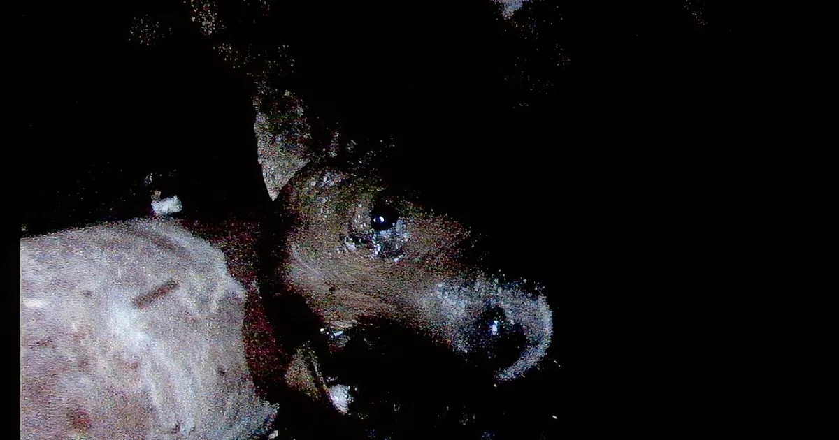 A small, dark-colored animal with large eyes and a long snout is seen in a dark environment.