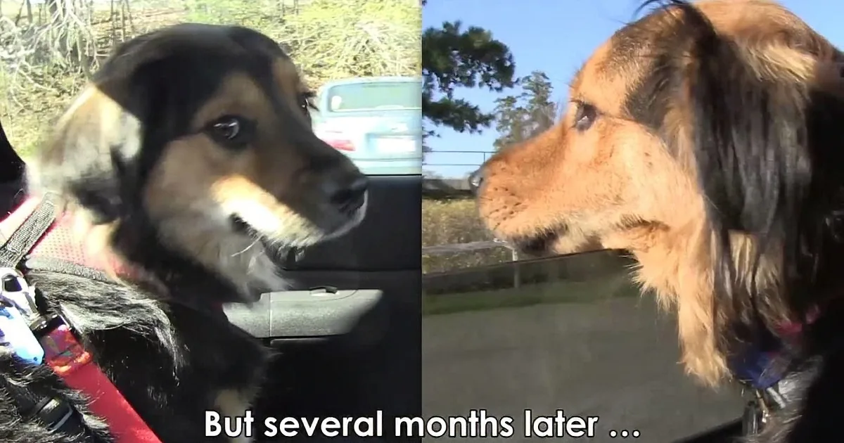 Two dogs, one in a car, looking out the window, with text saying "But several months later...".