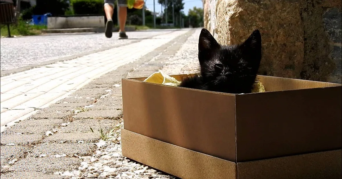 People Walk Right by Kitten Sitting in Shoebox on Curb. I Kept Waiting for One of Them to Stop.