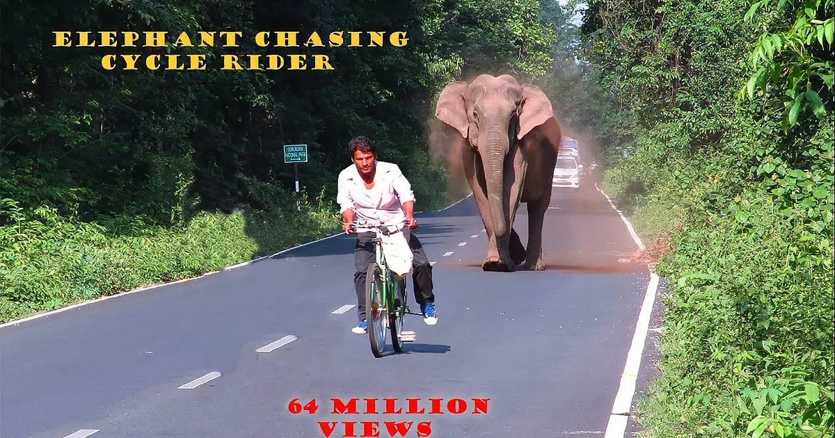 An elephant is crossing a road, kicking up dust, while a cyclist watches from a distance.