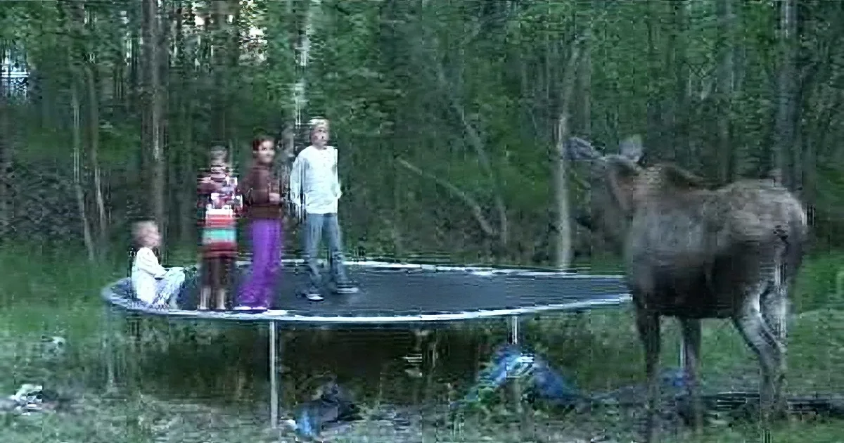 Summer Group Trampoline Session Interrupted by Unusual Guest. Imagine What It Was.