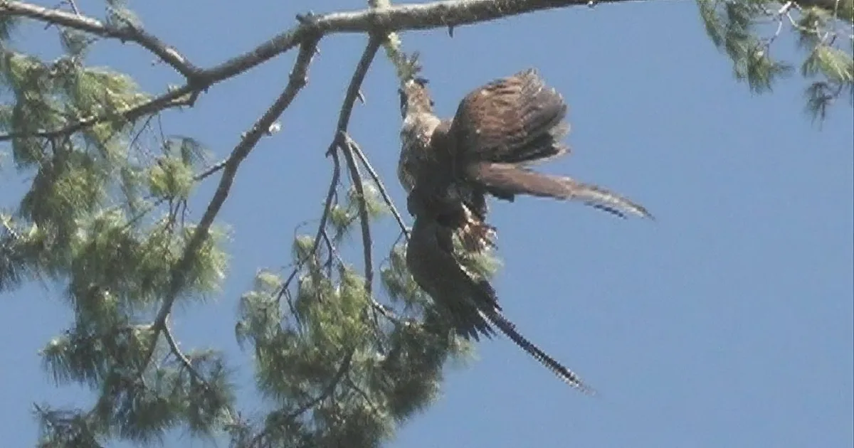 A bird of prey perches on a pine branch against a clear blue sky.