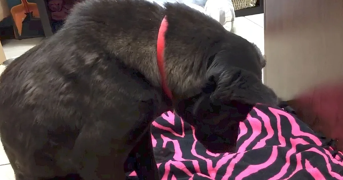A large, fluffy black dog wearing a red collar is sniffing or licking a pink and black patterned blanket.