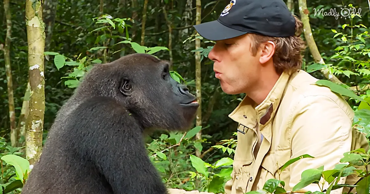 Conservationist Meets up With Gorilla He Liberated Five Years Before