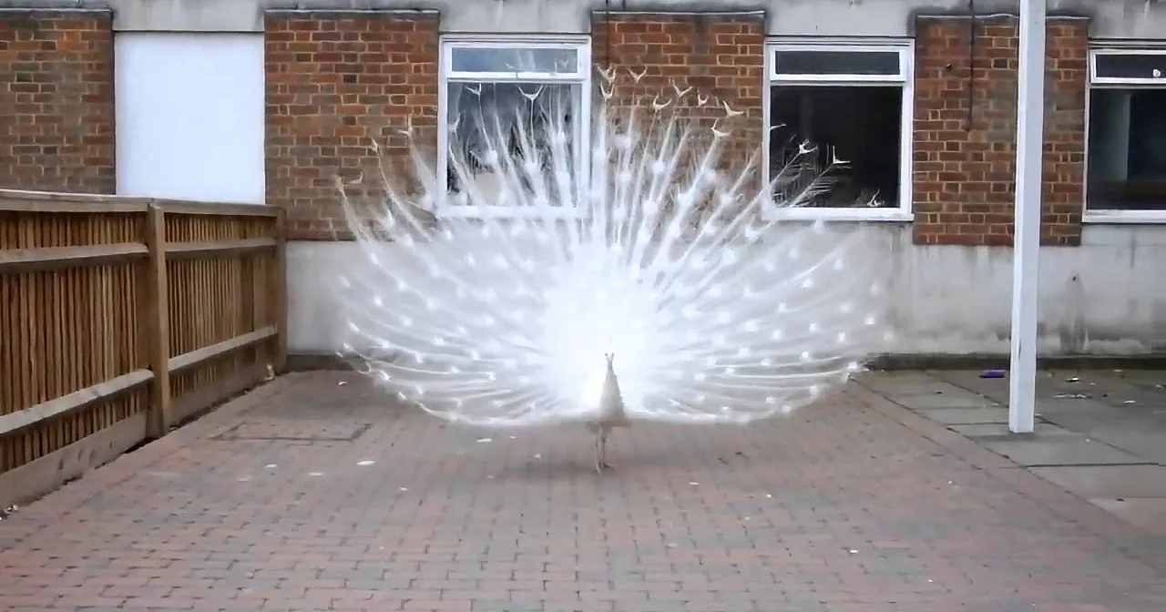 A white peacock with an open tail displays its feathers in a courtyard with brick pavement and a wooden fence.