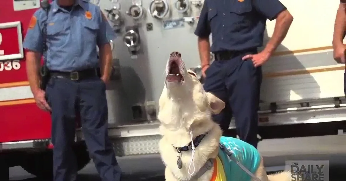 A white dog wearing a blue vest stands in front of two uniformed individuals near a fire truck.