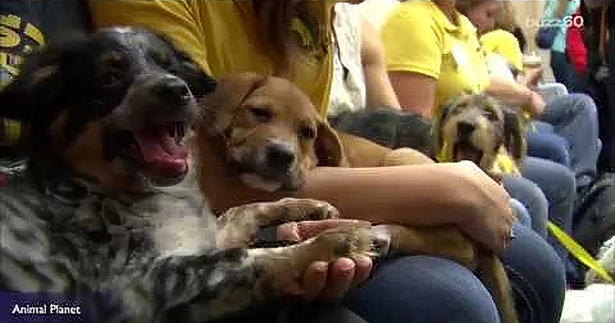 A dog with a blue merle coat is playfully interacting with another dog in a crowd, both appearing happy and engaged.
