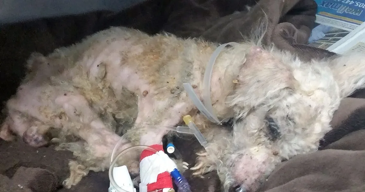 Florida Poodle Found Tied up in Yard in Sweltering Heat. His Recovery Will Amaze You.