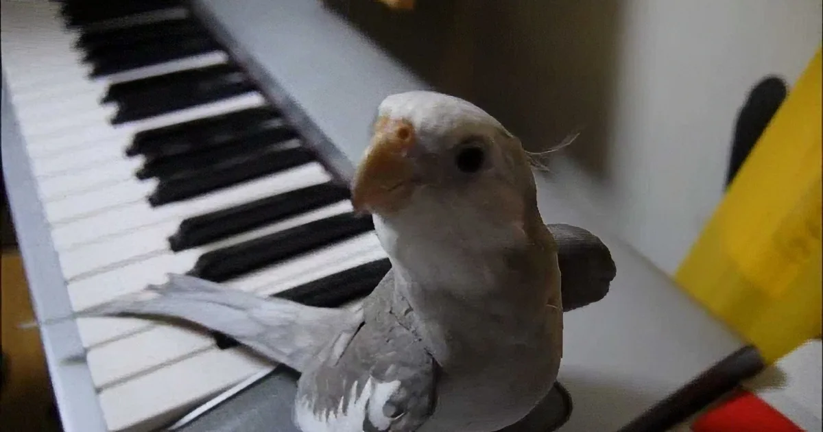 A white and gray bird perched on a piano, looking up with a curious expression.