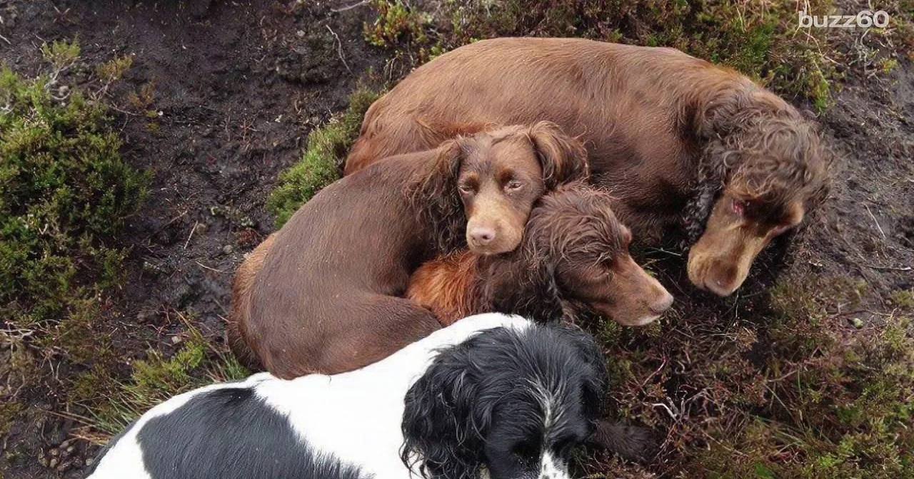 Three dogs, two brown and one black and white, are lying together on a grassy hillside.