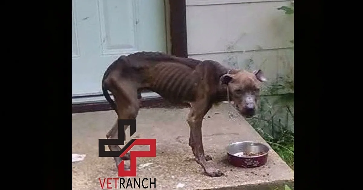 Pit Bull Brought to Vet Ranch Nearly Starved to Death. You Will Love His Transformation.
