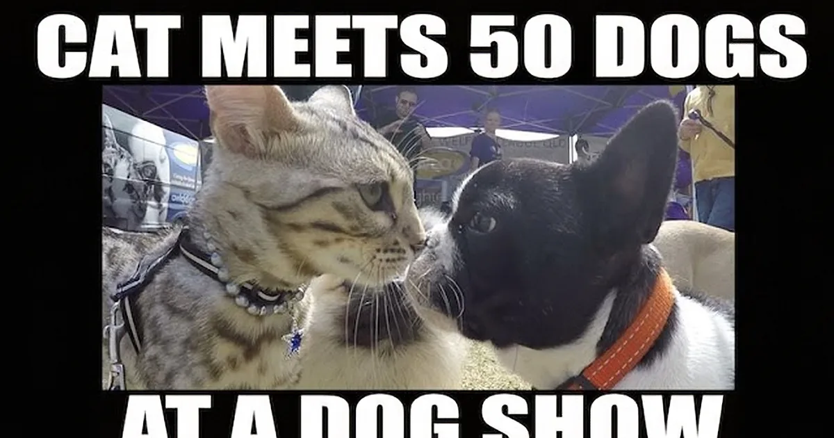 A cat wearing a collar is seen interacting with multiple dogs at a dog show.