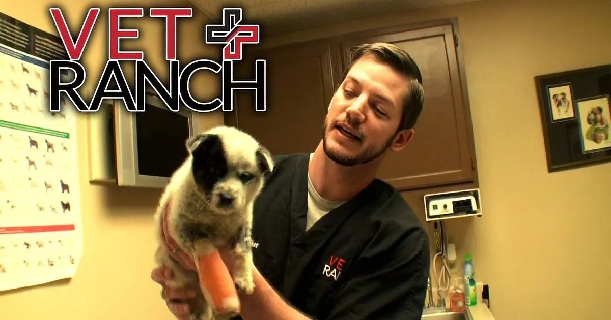 Puppy With Dead Leg Has to Have It Amputated. Wait Until You See Who Takes Him In.