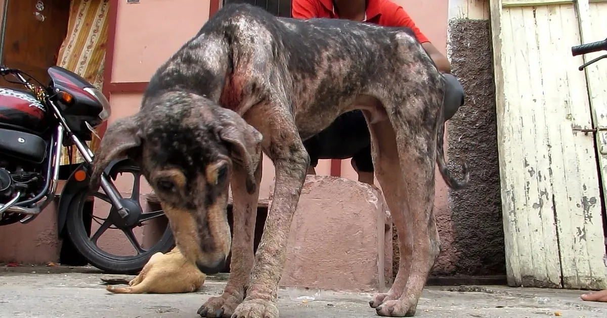 Indian Rescue Workers Find Mange-Ridden Dog. Wait Until You See His Transformation!