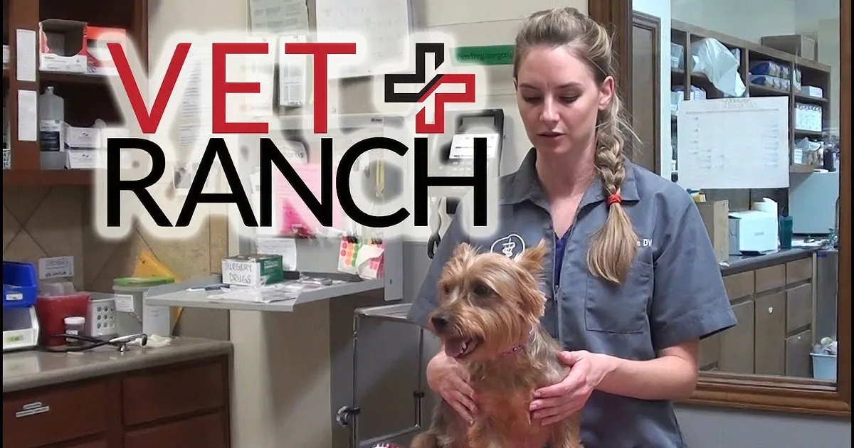 A veterinarian holds a small dog in a clinic setting with "VET RANCH" text overlaid.