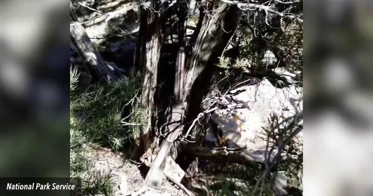 A tree with a large hole in its trunk, surrounded by branches and rocks, appears to have been damaged.