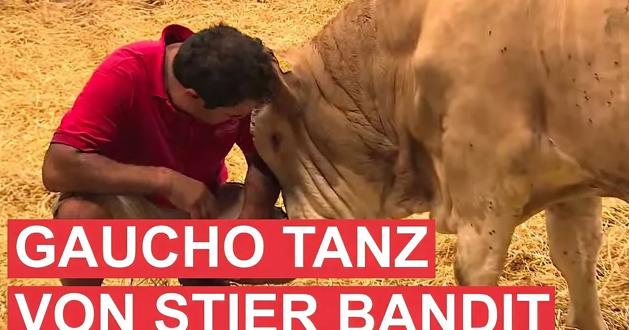 A man in a red shirt is interacting with a cow on a straw-covered floor.