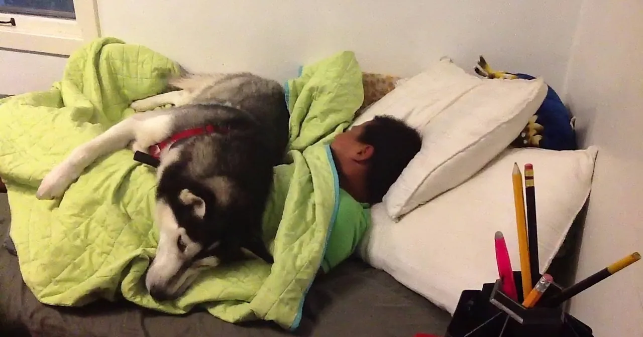 A person and a dog are lying on a bed under a green blanket, surrounded by pillows and a pencil holder.