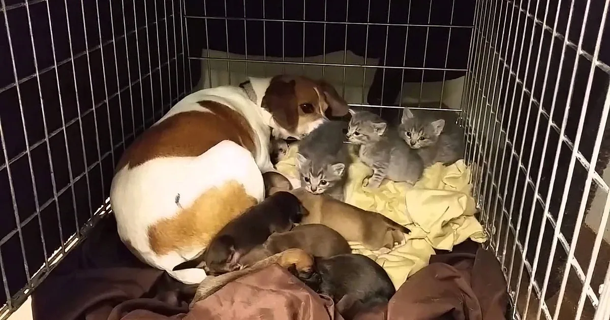 Mama Dog Carries Orphaned Kittens Into Her Crate at Shelter. This Is Truly Amazing to Watch.