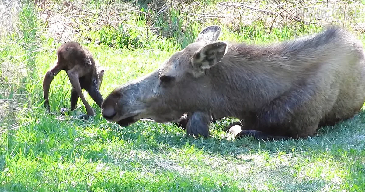 A moose lies on grass, nursing a calf, both surrounded by greenery.