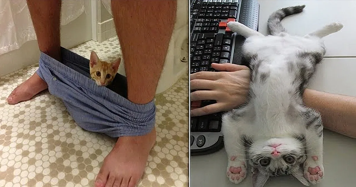 Cat Sits in Bathroom With Mommy. I Couldn't Believe What He Did With Her Toothbrush!