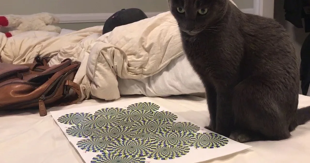 A dark gray cat sits beside optical illusion prints on a white surface, with a bed and bags in the background.