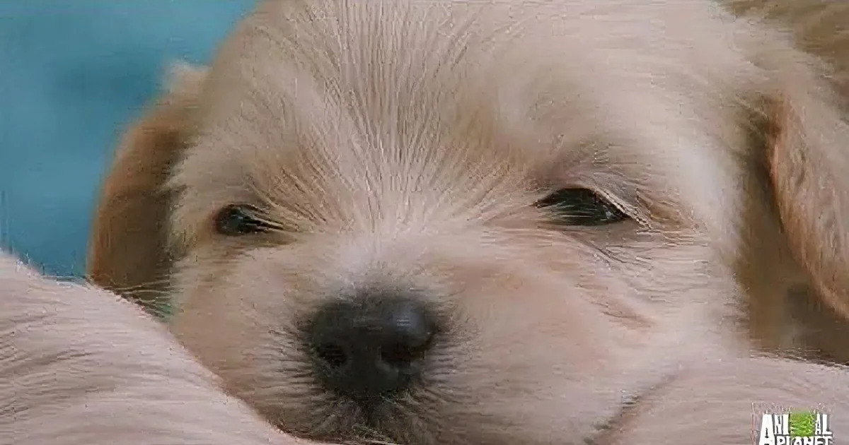 A close-up of a fluffy, light-colored puppy with a soft expression, resting on a light surface.